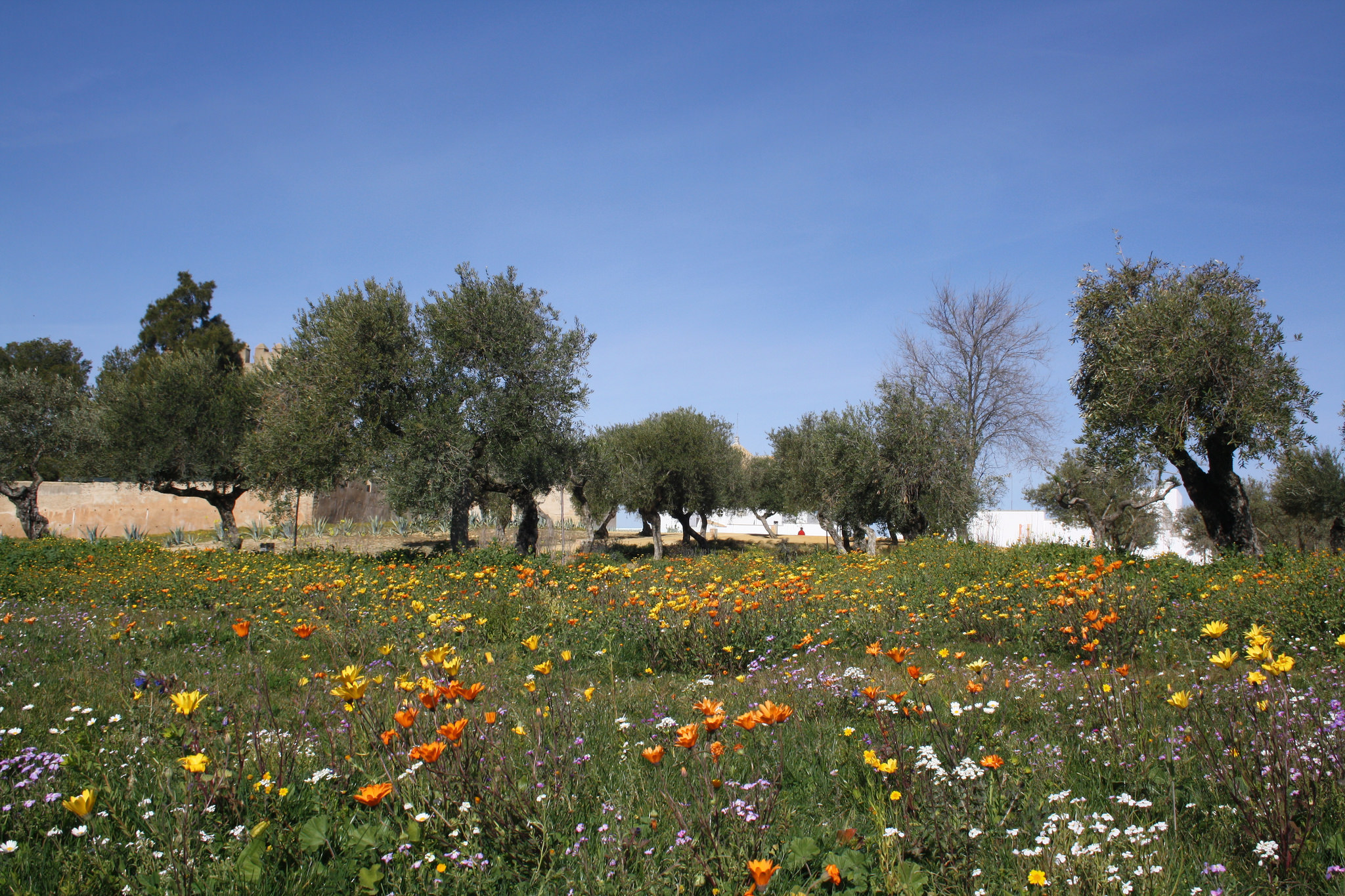 La Casa Palacio de los Duques de Arcos, de estilo mudéjar, data de principios del siglo XV. Su apeadero se ha convertido en un magnífico auditorio con una capacidad para 5.000 personas.