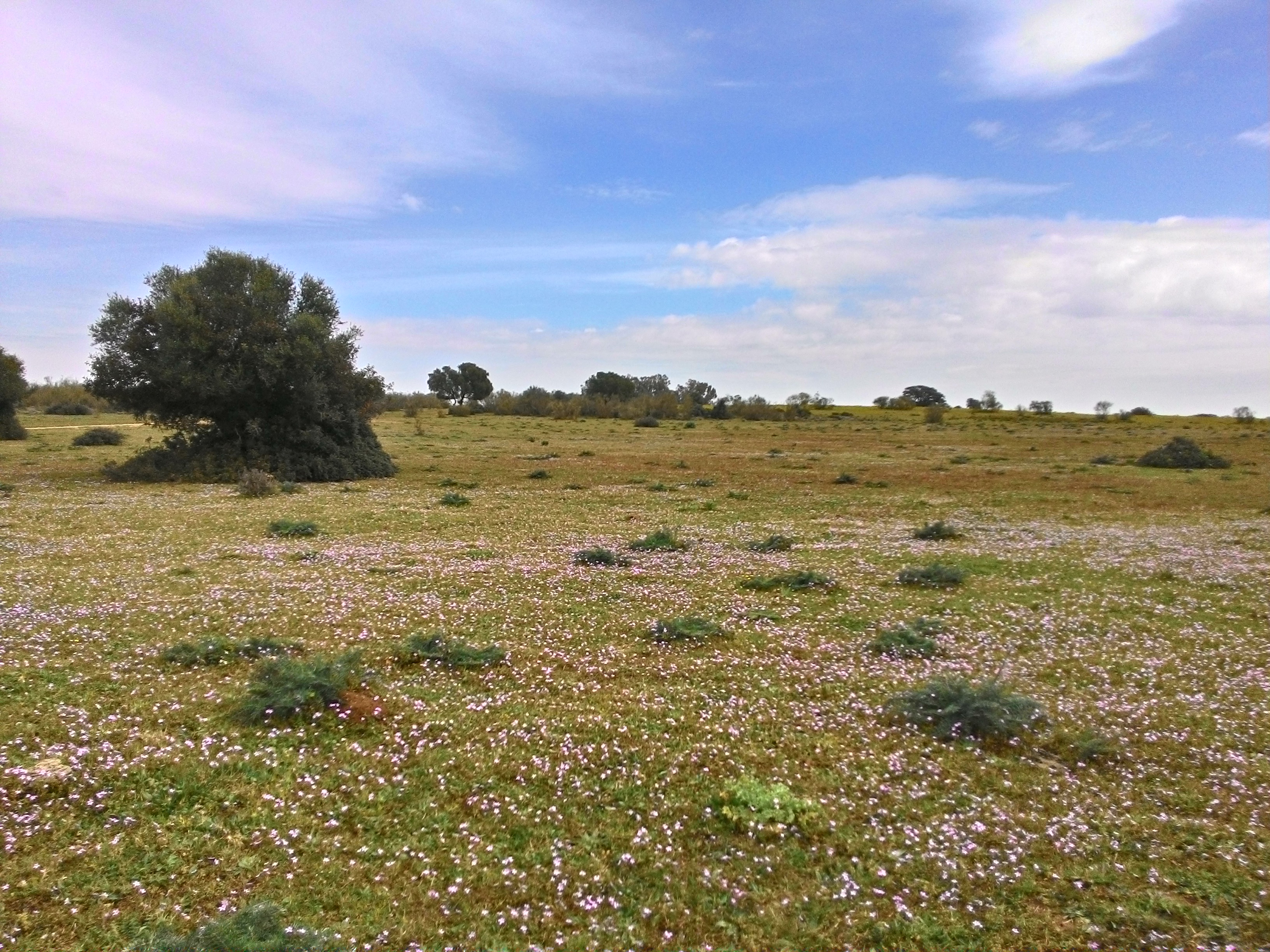 Puñana