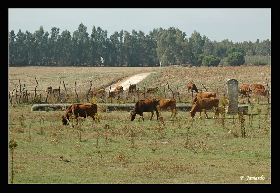 Puñana