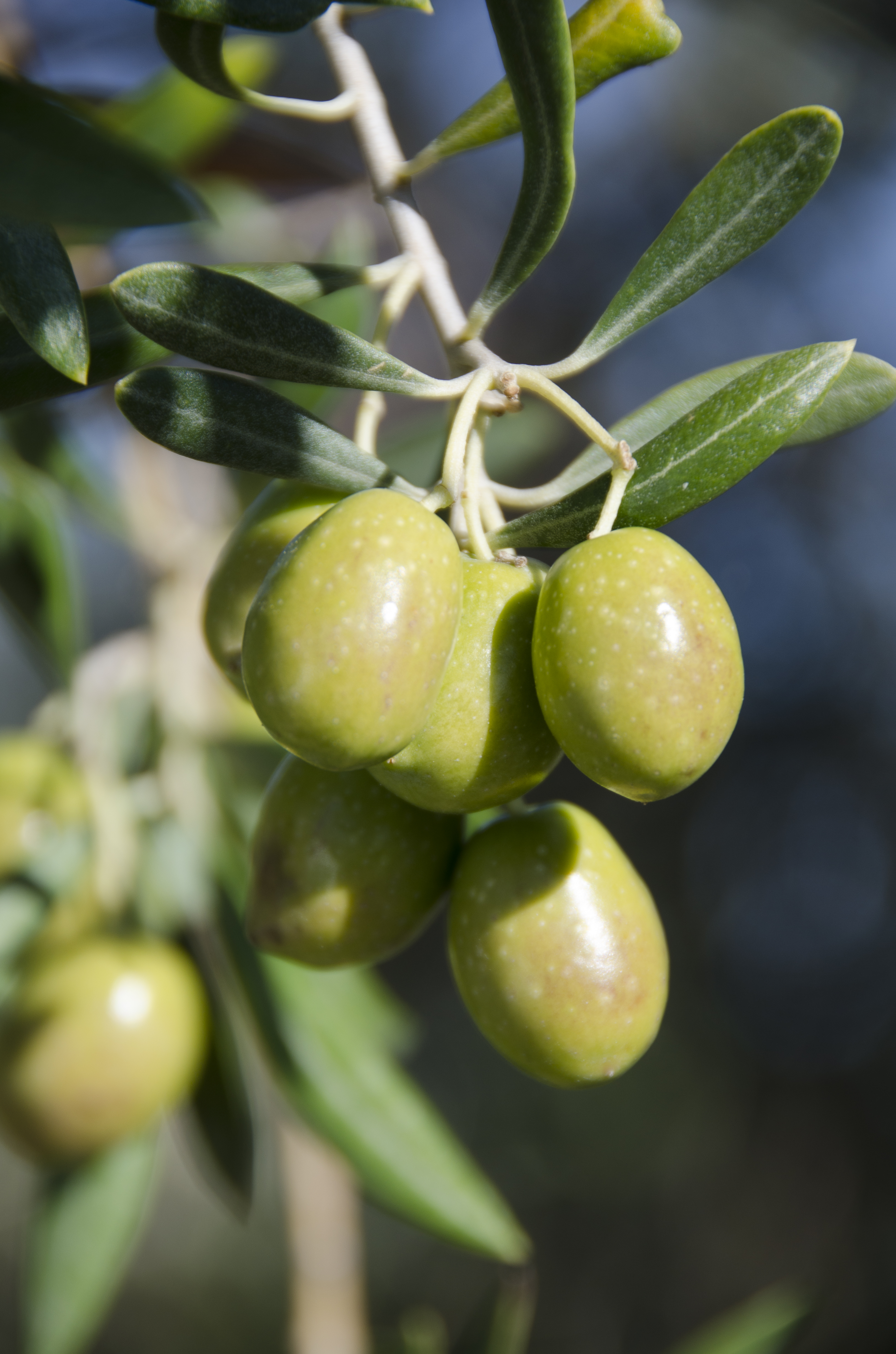 Aceite de oliva virgen extra