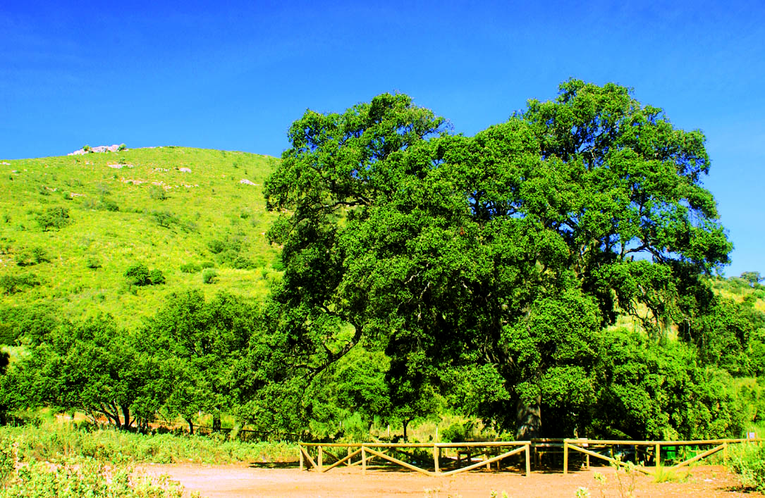 sendero gomera