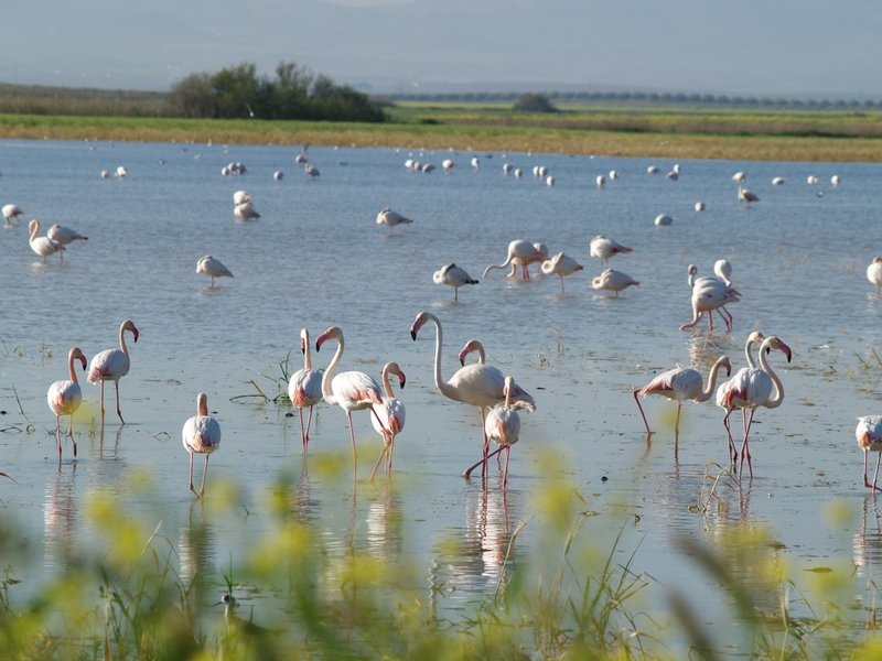 flamencos