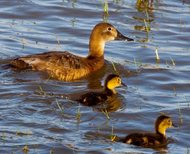 patos